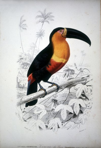 Representação de um tucano, ave da América do Sul. Gravura do século XIX. de Unknown artist