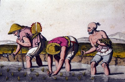 Cultivo de arroz na China. Impressão do século XIX. de Unknown artist