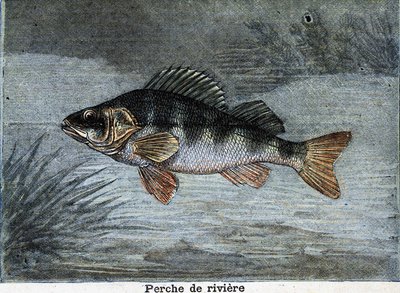 Empoleirar-se no rio. Gravura a partir de 1897 de Unknown artist