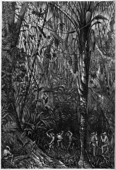 Desenvolvimento rodoviário na América Central: A perfuração da estrada nicaraguense através de uma floresta virgem (desmatamento). Desenho do Tenente Olivier, membro da expedição do Capitão Bedford Pim (1826-1886). Gravura em "O Universo Ilustre". de Unknown artist