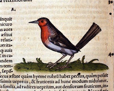 Rouge after the Historia Animalium de Conrad Gesner, Tiguri 1560. Biblioteca nazionale Braidense. Milão de Unknown artist
