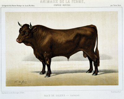 Salers Breed Taurus - em "Animais de Fazenda". de Unknown artist