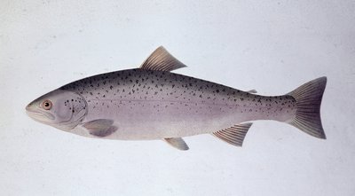 Truta salmoneira - Quadro de história natural de Unknown artist