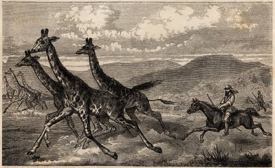 Samuel W. Baker caçando girafa na África Central, na região do Alto Nilo. Engravure pour illustration le voyage au lac Albert, en 1861-1864, de Sir Samuel White Baker, in "Le tour du monde, nouveau journal des voyages" publicado sob a direcção de Ed de Unknown artist