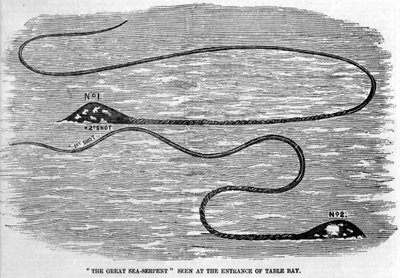 Cobra marinha vista em 1850 na entrada da Baía da Mesa na África do Sul. A forma da cabeça e da cauda longa do animal sugere que são os dois tentáculos de uma lula gigante. Gravura da era. de Unknown artist