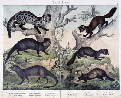 Pequenos caruasiers. em "Histoires naturelles des mammals", Ed. Schreiber de Unknown artist