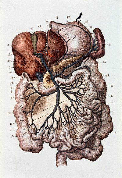 Estudo do cérebro humano, hemisférios cerebrais e cerebelo (gravura de Unknown artist