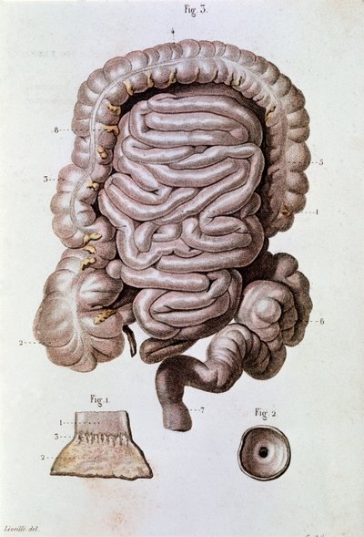 Estudo do intestino humano (intestino delgado), duodeno e intestino delgado (gravura de Unknown artist
