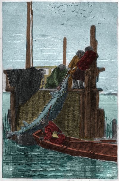 A pesca do Sturgeon no Rio Volga. (Storione) (Acipenser sturio) de Unknown artist
