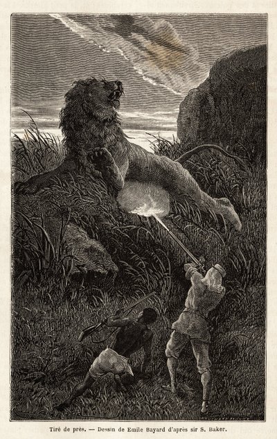 Surpreendido por um leão durante a caminhada ao nascer do sol, o autor atira e fere o animal. Gravura para ilustrar a exploração dos afluentes abissínios do Nilo, de Sir Samuel W. Baker, em 1861-62, publicada em "Le tour du monde" 1870-1871, edi de Unknown artist