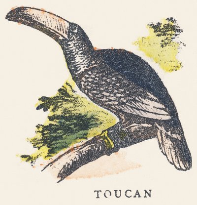 T: tucano de Unknown artist