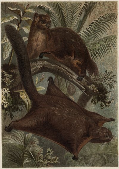 Taguan (esquilo voador) (família Sciuridae) - Esquilo (esquilo voador) - gravura de "Brehm