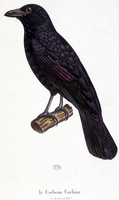 O Corbine Raven - quadro de história natural de Unknown artist