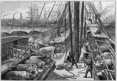 O vapor inglês "Bellenden", transportando 90 bois da Argentina, chegou ao porto de Dunquerque no dia 18 de janeiro. de Unknown artist