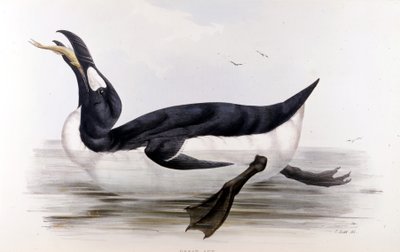 The Giant Penguin (Alca Impennis) - in The Birds of Europe" de John Gould, Londres de Unknown artist
