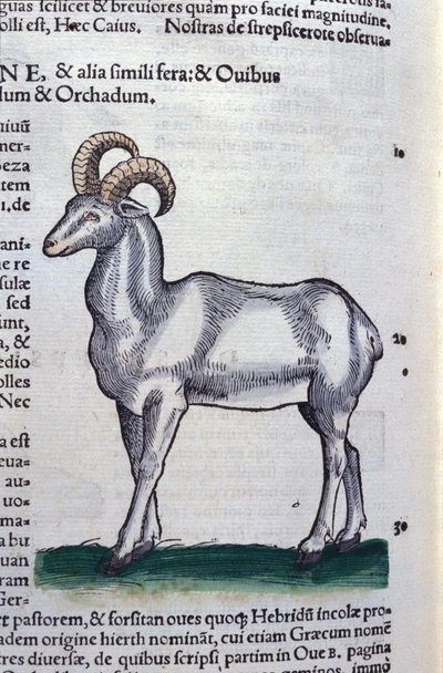 O Ibex em Historia Animalium por Conrad Gesner (1516 - 1565), Tiguri de Unknown artist
