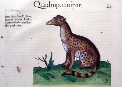 O Chacal - in Historia Animalium de Conrad Gesner (1516 - 1565), Tiguri de Unknown artist