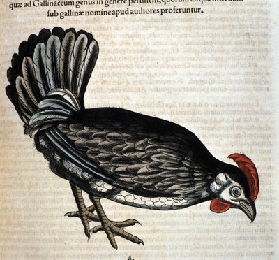A galinha depois do Historia Animalium de Conrad Gesner, Tiguri 1560. Biblioteca nazionale Braidense. Milão de Unknown artist