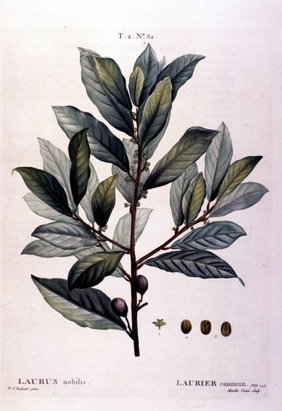 O loureiro. O herbário do século XIX. de Unknown artist