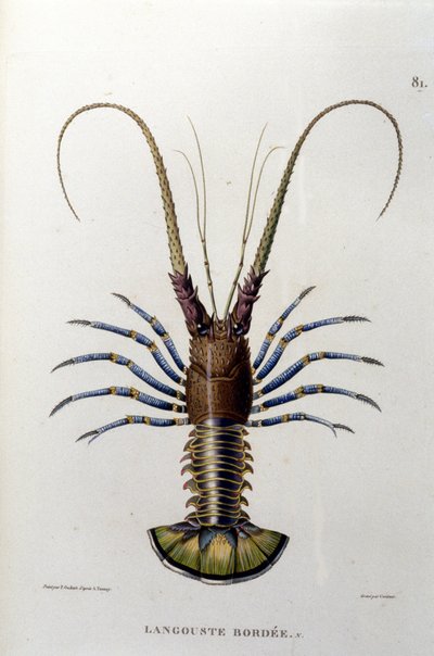A lagosta. Século XIX. de Unknown artist