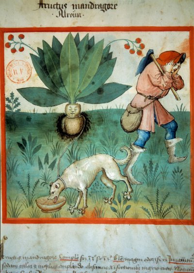 A mandrágora. Planta medicinal à qual muitas vezes foram atribuídas virtudes mágicas extraordinárias. Iluminação da ordenha de medicamentos e dietética "Tacuinum sanitatis". de Unknown artist