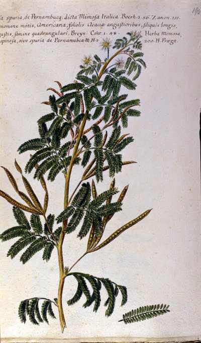 A mímica, quadro botânico, gravura. de Unknown artist