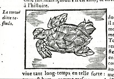 A tartaruga marinha, depois do tratado de Gerolamo Cardano (Cardanus Hieronymus) (Cardan) "De la subtlite", impresso em Rouen em 1642. de Unknown artist