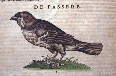 O pardal em Historia Animalium por Conrad Gesner (1516 - 1565), Tiguri de Unknown artist