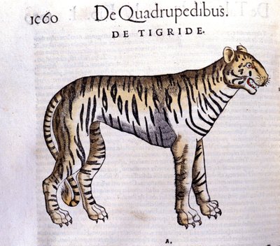 O tigre - em Historia Animalium de Conrad Gesner (1516 - 1565), Tiguri de Unknown artist