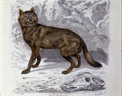 O lobo. Placa retirada de um Tratamento de História Natural "Obras de Buffon" pelo naturalista Georges Louis Leclerc, Conde de Buffon (1707 - 1788). Século XIX de Unknown artist