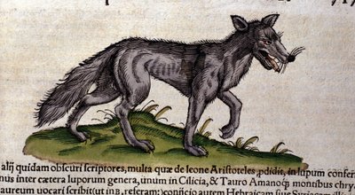 O lobo depois do Historia Animalium de Conrad Gesner, Tiguri 1560. Biblioteca nazionale Braidense. Milão de Unknown artist