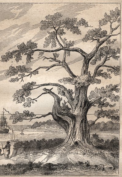 Terceira viagem (1776-1779) do Capitão James Cook (1728-1779): árvore sob a qual Cook observou a passagem de Vénus - ilustração tirada de "Os Grandes Marinheiros do século XVIII". de Unknown artist