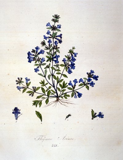 Tomilho. Gravura do século XIX. de Unknown artist