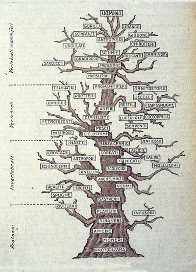 Árvore da Evolução ou quadro ilustrado representando a classificação do reino animal. de Unknown artist