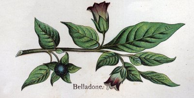 Plantas botânicas venenosas: Belladonna. Gravura em "A medicação natural", de Friedrich Eduard Bilz (1842-1922) de Unknown artist