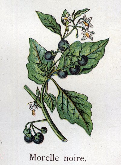 Plantas botânicas venenosas: Sombra negra. Gravura em "A medicação natural", de Friedrich Eduard Bilz (1842-1922) de Unknown artist