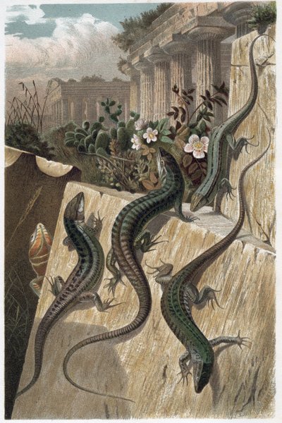 Lagarto de parede - O lagarto de parede comum (Podarcis muralis) - gravura de "Brehm