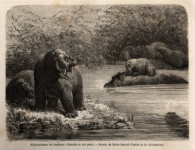 Hippotamus zambiano: fêmea e seus jovens refrescando no rio. Gravura para ilustrar as primeiras viagens do Dr. Livingstone à África Austral entre 1840 e 1856, no "Le tour du monde, nouveau journal des voyages" publicado sob a direcção de Edouard Cha de Unknown artist