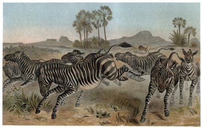 Zebra - Zebras - equídeos africanos (família dos cavalos) - gravura de "Brehm
