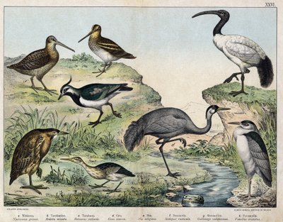 a: Pastora-preta (Nycticorax griseus), b: Ave estrelada (Ardetta minuta), c: Butorcendré (Botaurus stellaris), d: Buttercrane (Grus cinerea), e: ibis sagrado (Ibis religiosa), f: Becasse (Scolopax rusticula), g: Pântano (Gallinago), h: Vaneau comum (Vanel de Unknown artist