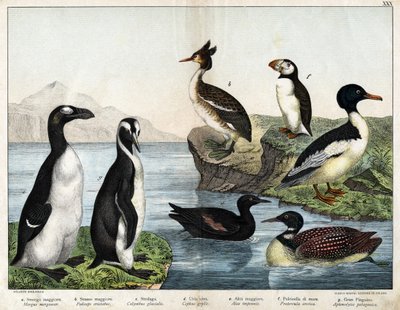 a: Peixe-vermelho comum (Mergus merganser), b: Grebe comum (Podiceps cristatus), c: Lombo-comum (Colimbus glacialis), d: Guillenot Preto (Cephis grylle), Grande Pinguim (Alca impennis), f: Puffin (Fratercula artica), g; Pinguim Real (Aptenodydydye pa de Unknown artist