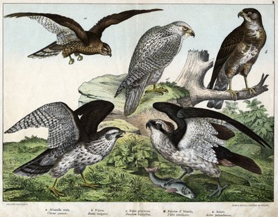 a: Águia ou busard real, b: bico, c: falcão pescador, d: falcão islandês, e: cerca = astore - em "Natural History of Birds", ed. Hoepli, Milão de Unknown artist