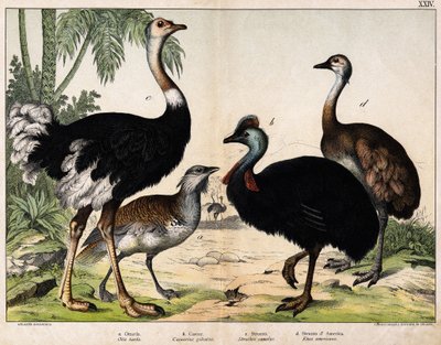 a: Abetarda grance (Otis tarda), b: Casoar (Casarius galeatus), c: Avestruz Africana (Struthio camelus), d: Nandon (Rhea Americana) -In "Natural History of Oideals", ed. Hoepli, Milão de Unknown artist