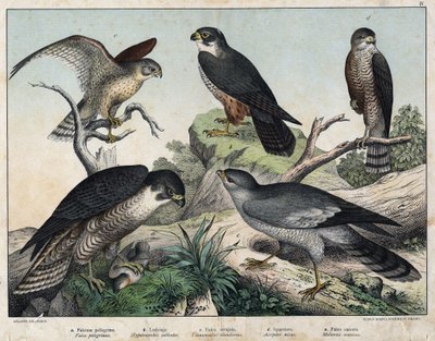 a: Falcão-peregrino (Falco peregrinus), b: Falcão- Falcão (Hypotriorchis subbuteo), c: Falcão Peneireiro (Tunnunculus alaudarius), d: Falcão-grossudo (Kestrel Falcon), d: Falcão falcão europeu (Accipiter nisus), e: Cantando ao redor (Melierax musicus) - em de Unknown artist