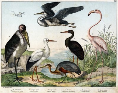 a: Fenicóptero ou Flamingo (Phoenicopterus roseus), b: Cegonha branca (Ciconia alba), c: Cegonha preta (Ciconia migra), d: Marabutis (Leptoptilus crumenifer), e: Garça branca (Ardea cinerea), f: Garça vermelha (Ardea purpurea) - em "História Natural das Av de Unknown artist