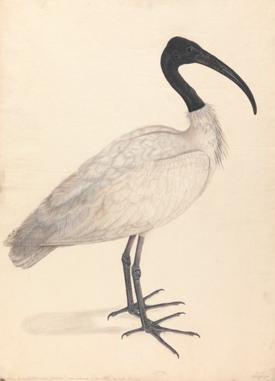 Um pássaro indiano preto e branco, (um de um par) de Unknown artist