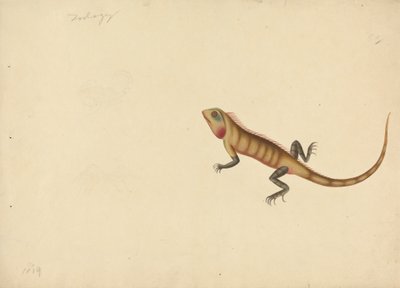 Um Lagarto com Esboços de um Escorpião e de uma Aranha de Unknown artist