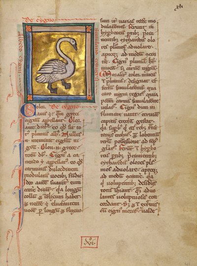 Um cisne de Unknown artist