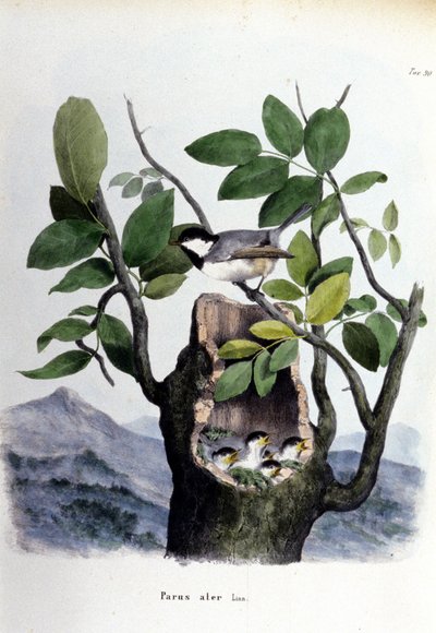 Uma tábua que representa uma ave comum (ou pardal) perto do seu ninho. de Unknown artist