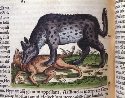 Uma hiena atacando um cão de Konrad Gesner